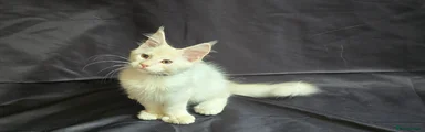Blue Collar Polydactyl 