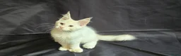 Maine Coon cats for sale: Ready now-Tica Maine Coon Kittens  - Advert 16