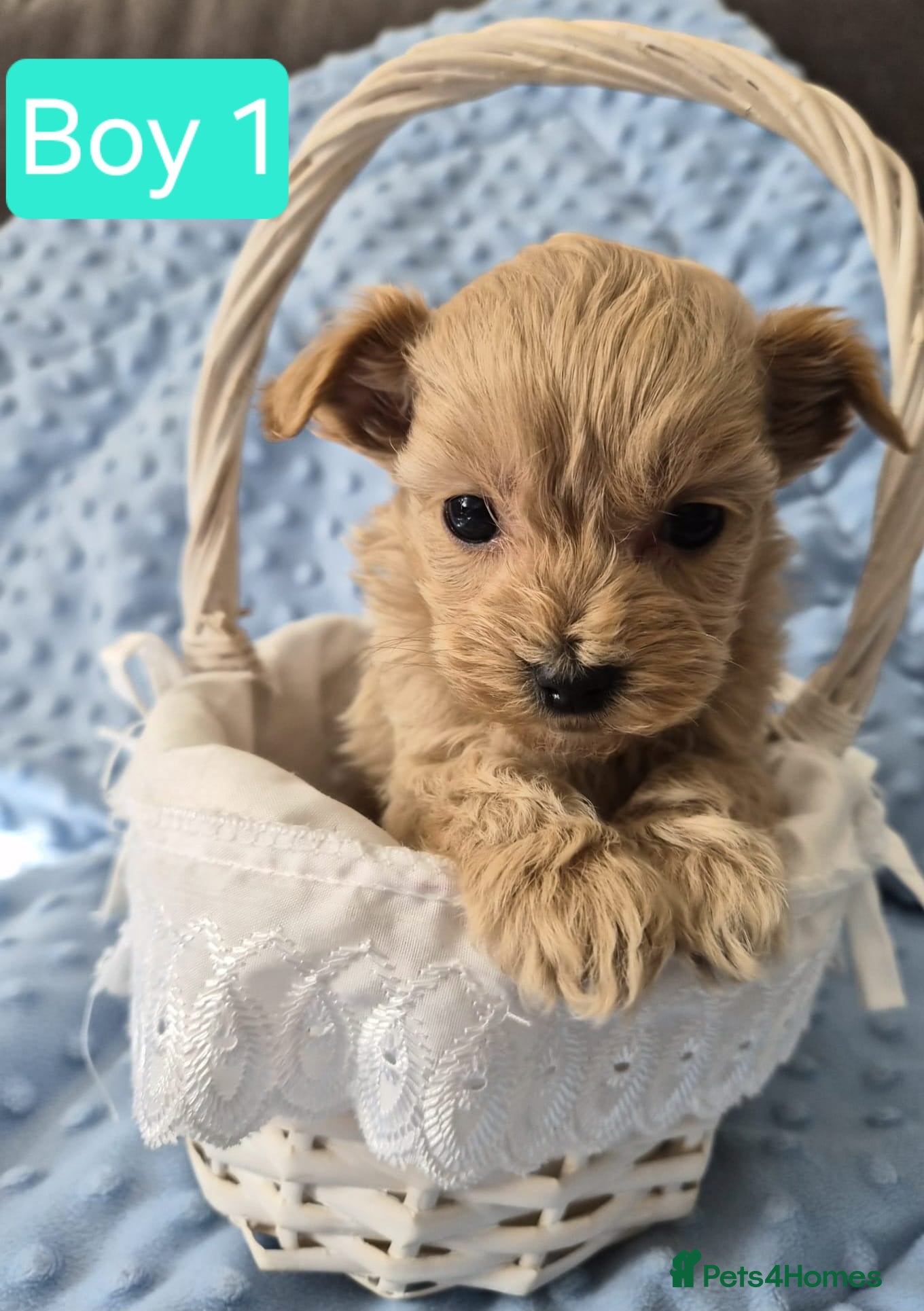 Maltipoo dogs Tiny Maltipoo Puppies for sale - Advert 2