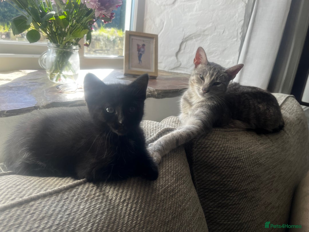 Persian cats for sale: Kitten  - Image 4