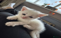 Ragcoon cats for sale: Kittens for sale  - Image 5
