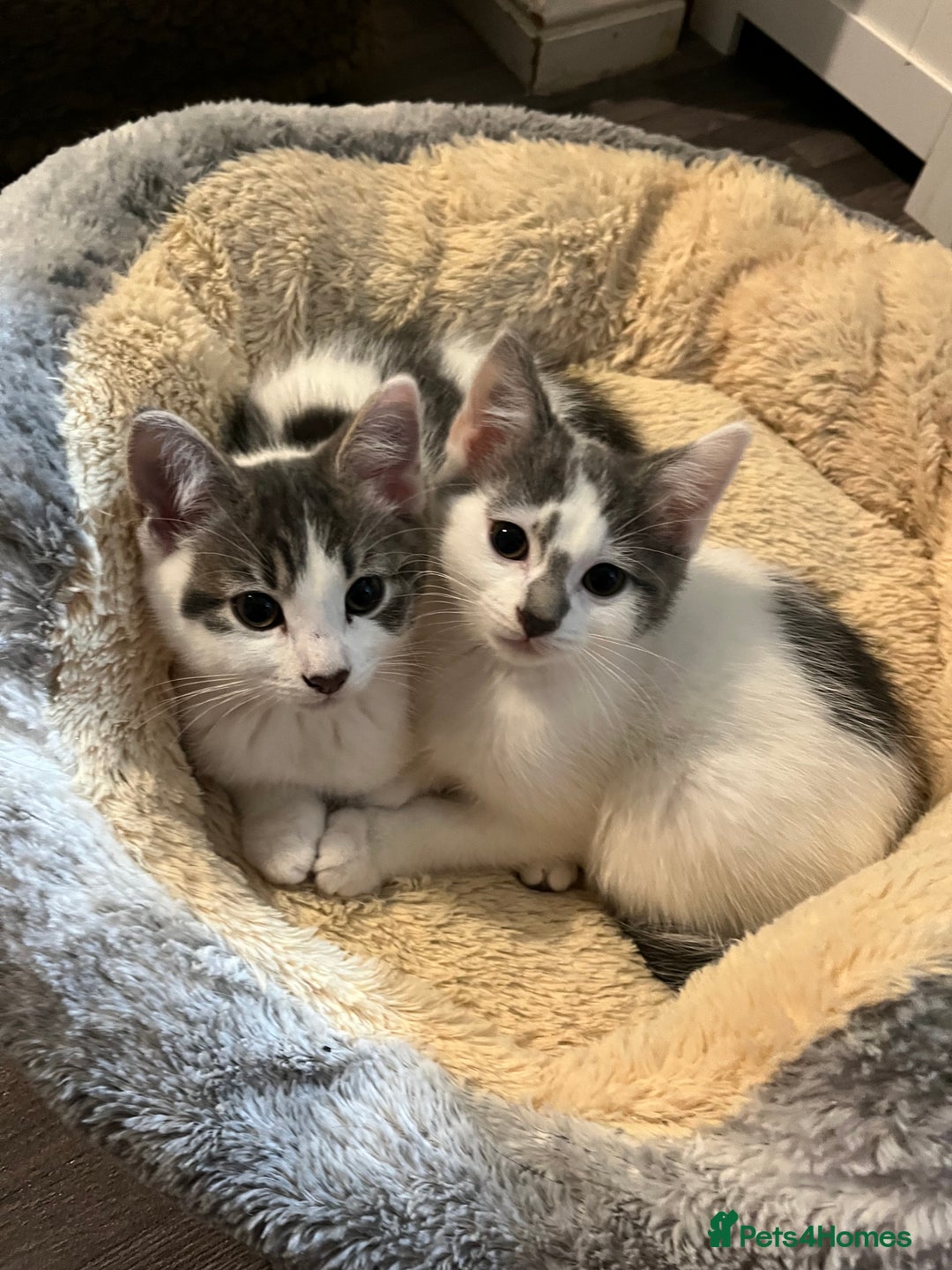 Mixed Breed cats for sale: Cute kittens looking for loving home  - Image 4