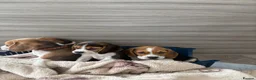 Beagle dogs for sale: Beagle puppy’s  in Doncaster - Advert 8