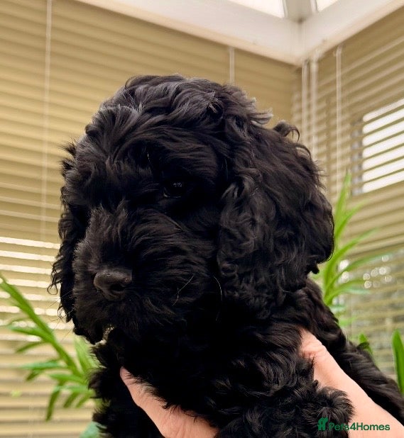 Cockapoo dogs F1 Cockapoo Puppies - Advert 2