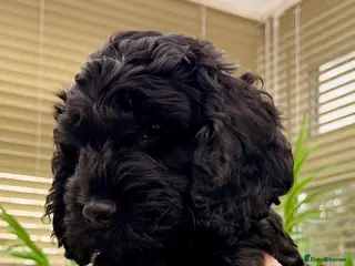 Cockapoo dogs F1 Cockapoo Puppies - Advert 2