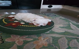 Maltese dogs for sale: Maltese boys - Advert 11