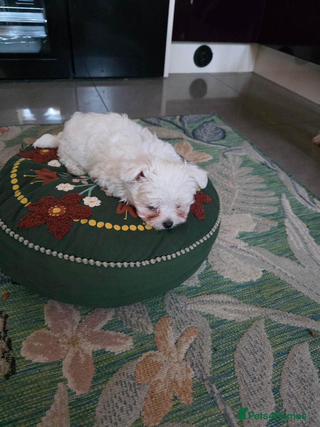 Maltese dogs for sale: Maltese boys - Advert 11