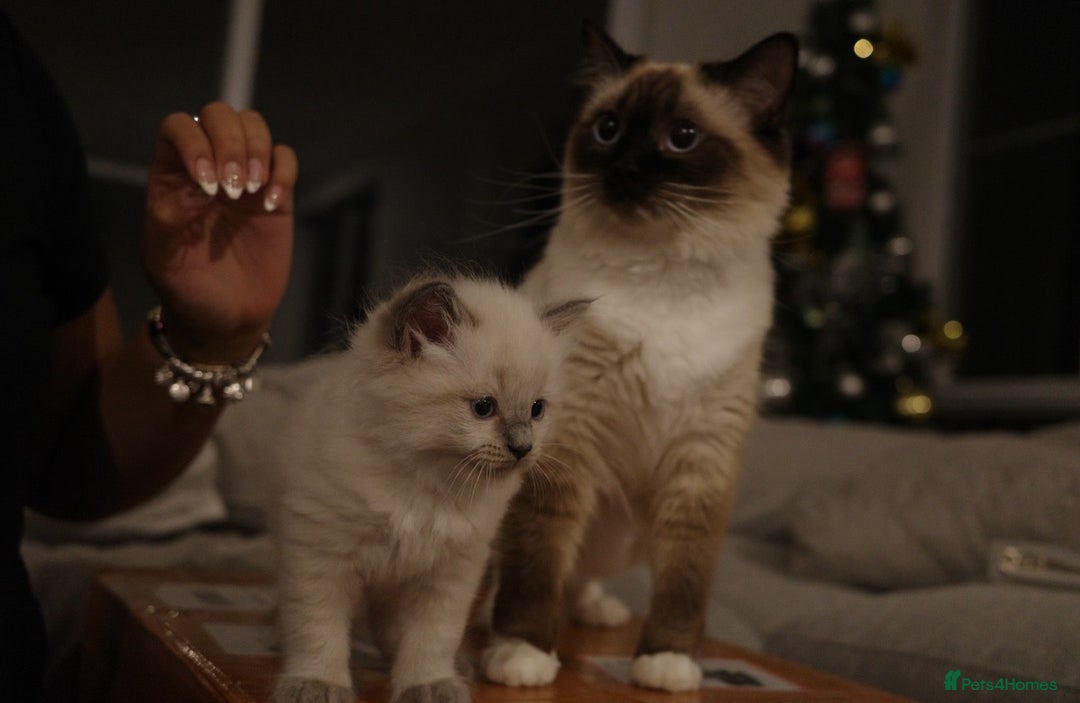 Ragdoll cats for sale: Splendid perfect Ragdolls for your love oness - Advert 9