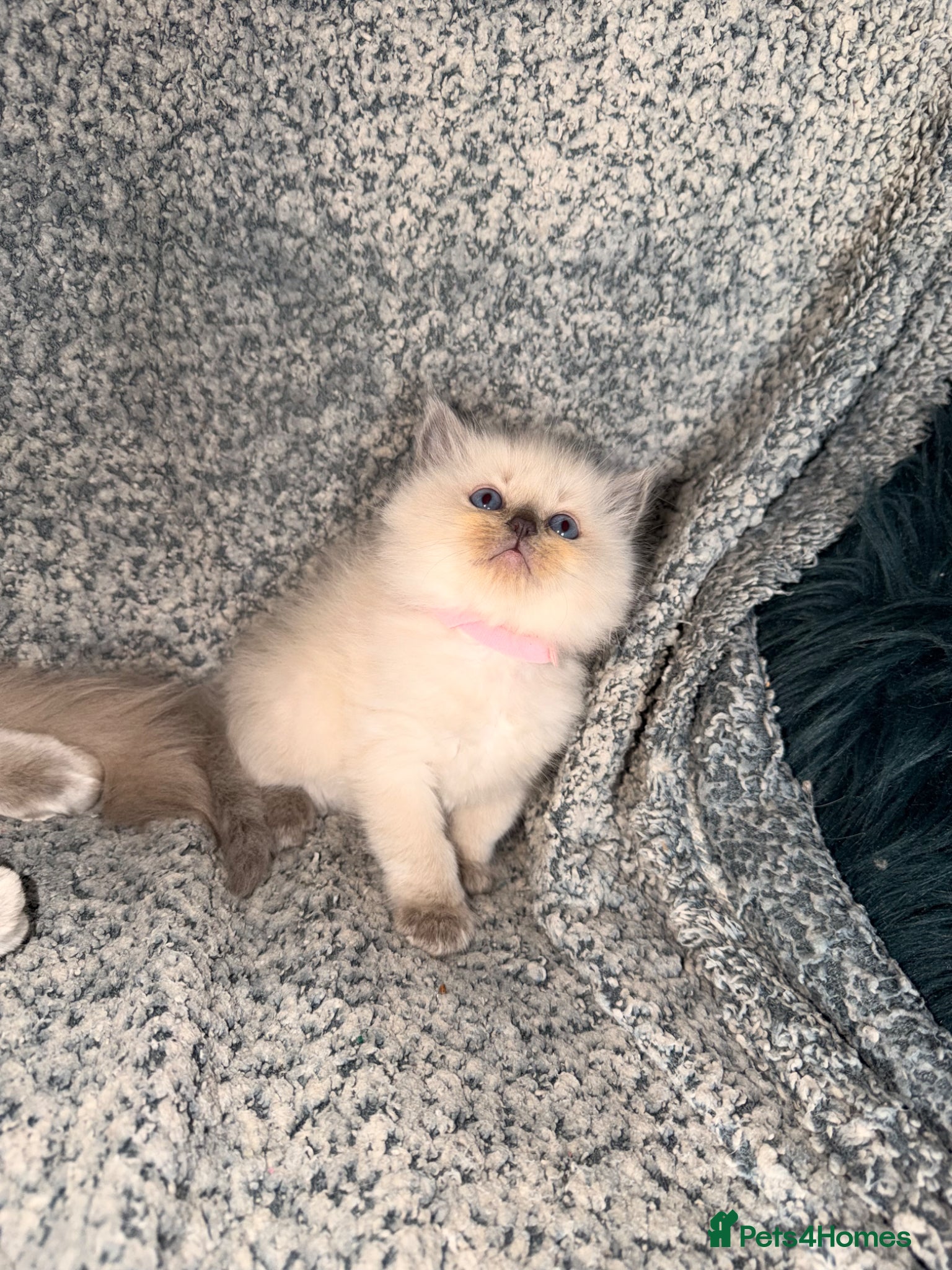 Ragdoll cats 1 left- Purebred Blue Point & Blue Mitted ragdolls - Advert 14