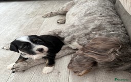Tibetan Terrier dogs for sale: Tibetan Terrier puppies for sale  - Image 17