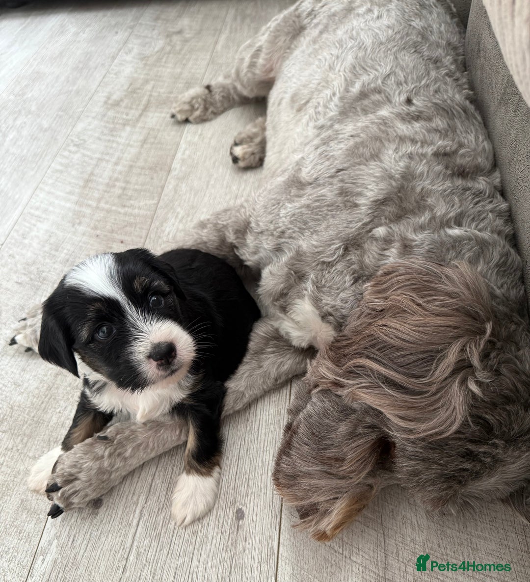 Tibetan Terrier dogs for sale: Tibetan Terrier puppies for sale  - Image 17