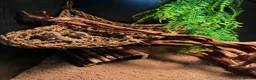 Bearded Dragon reptiles for sale:  baby bearded dragons  - Advert 2