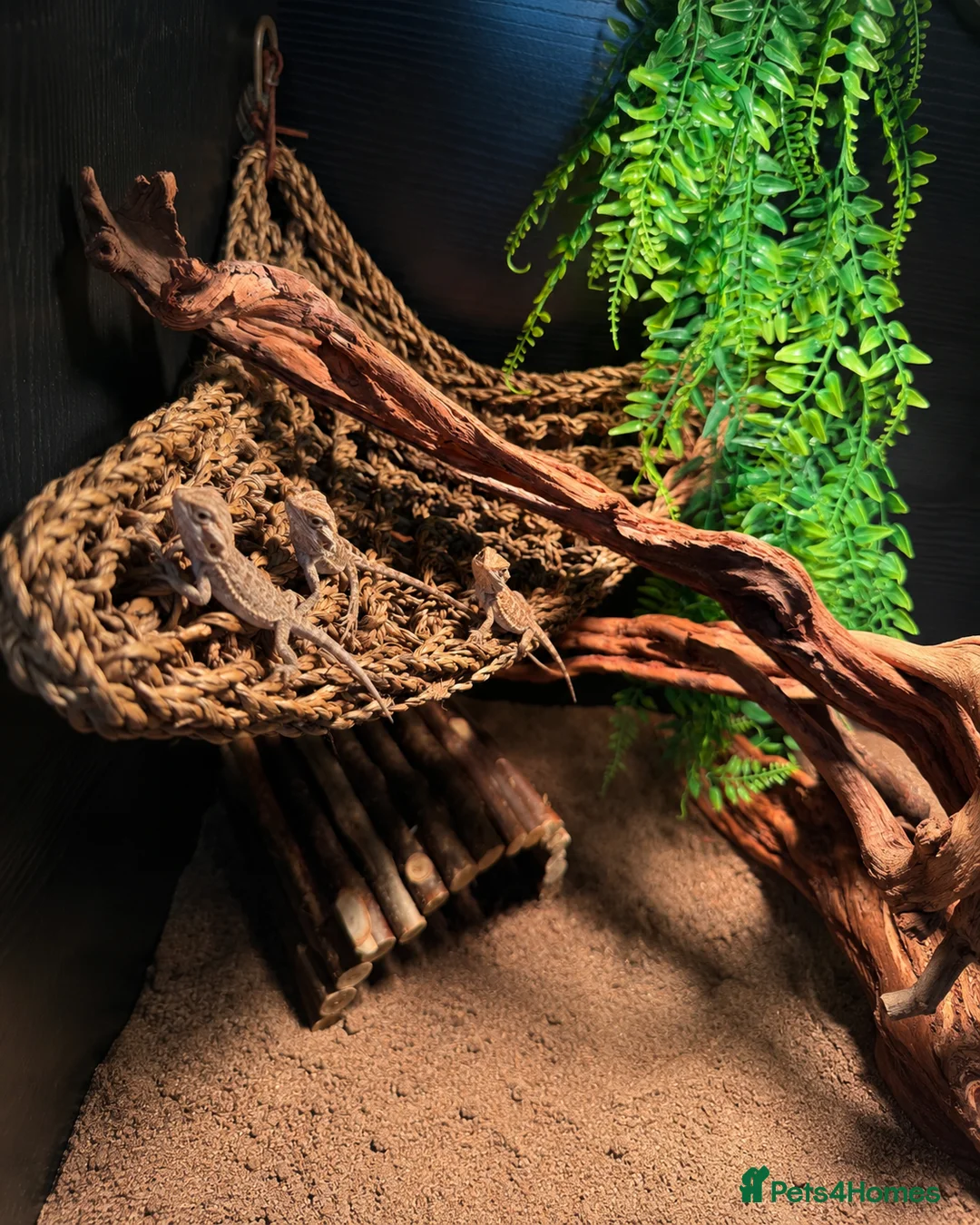 Bearded Dragon reptiles for sale:  baby bearded dragons  - Advert 2