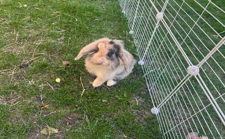 Mini Lion Lop rabbits - Advert 1