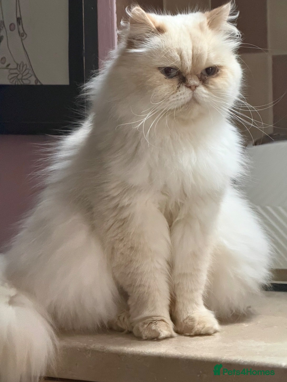 Perdoll cats Stunning Perdoll kittens ⭐️⭐️⭐️ - Advert 1