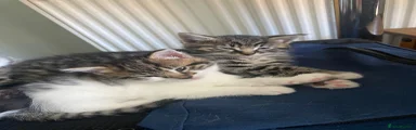 Mixed Breed Kitten 3