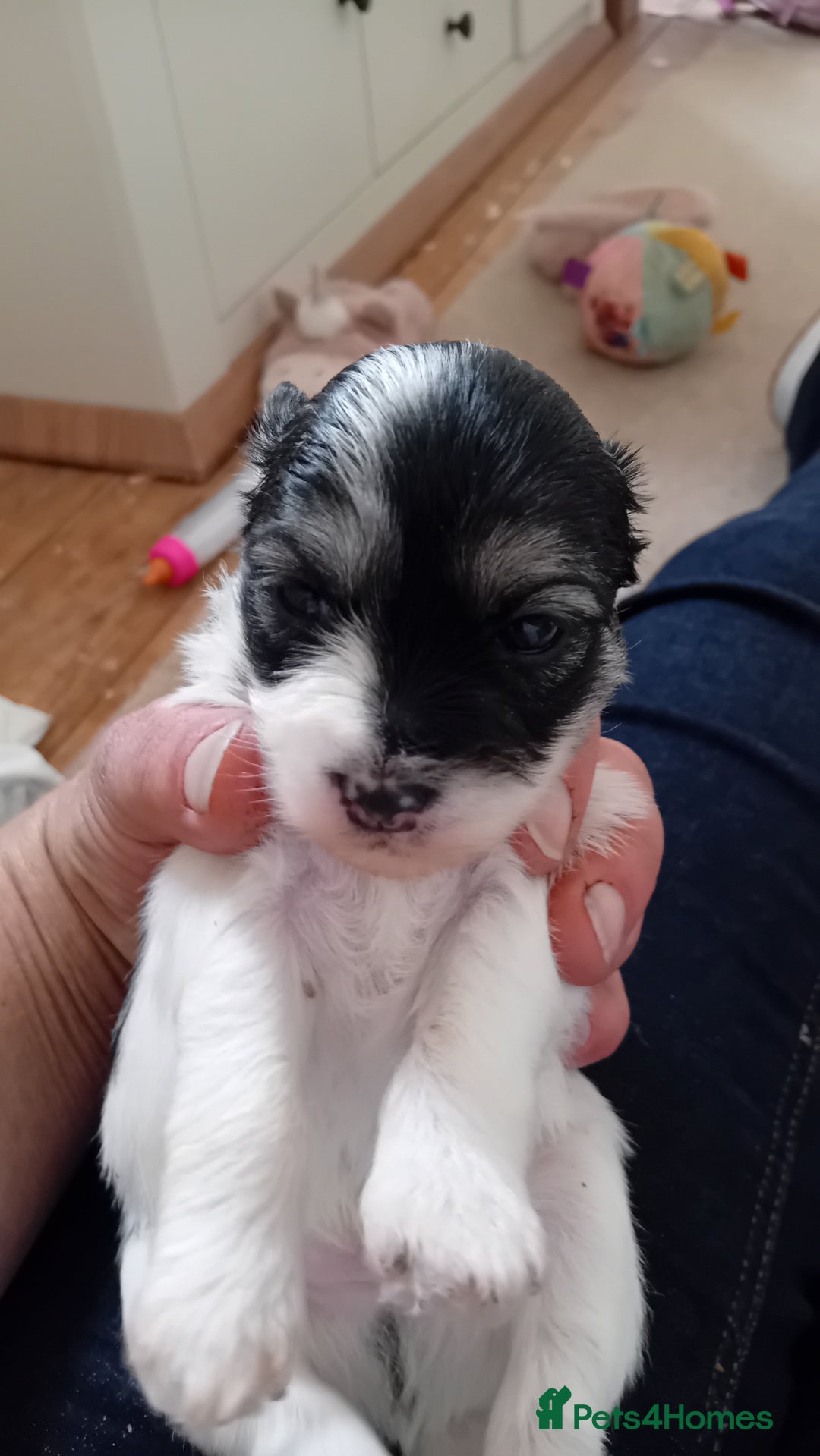 Mixed Breed dogs for sale: Adorable puppies  - Image 7