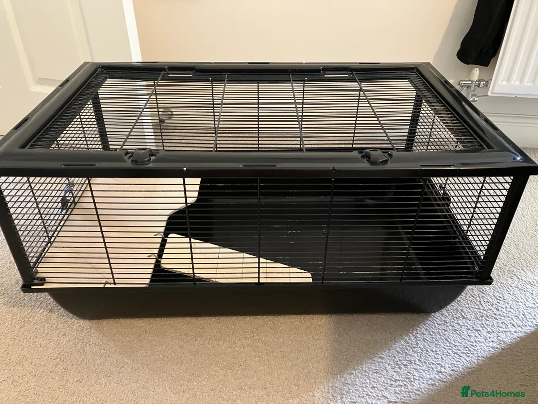 Hamster rodents for sale: Hamster cage in Leeds - Advert 1