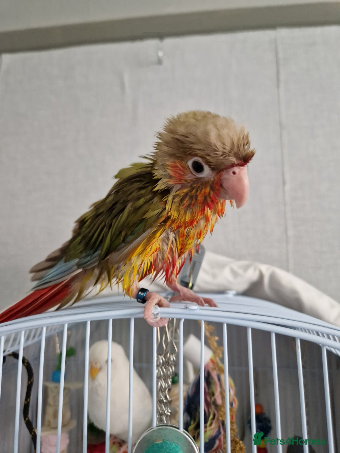 Conures birds for sale: Conure for sale  - Image 4