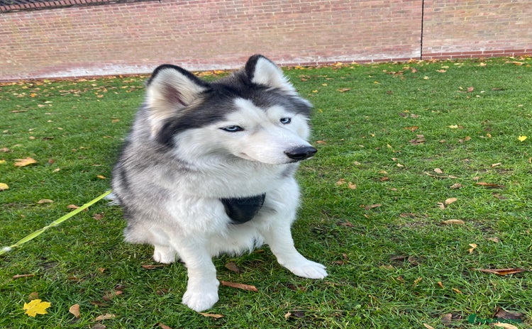 Siberian Husky dogs - Advert 1