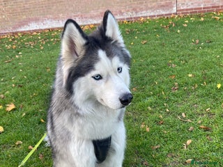 Siberian Husky dogs for sale - Advert 1