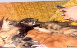 Maine Coon cats for sale: 3 Maine Coon kittens  - Advert 1