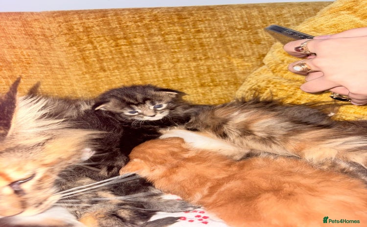 Maine Coon cats 3 Maine Coon kittens  - Advert 10