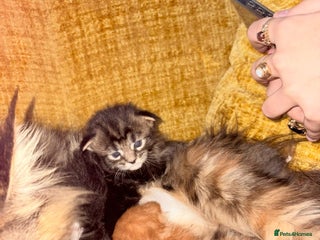 Maine Coon cats 3 Maine Coon kittens - Advert 1