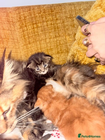 Maine Coon cats 3 Maine Coon kittens - Advert 10