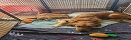 Golden Retriever dogs for sale: 5 Beautiful boys in Abingdon - Advert 1