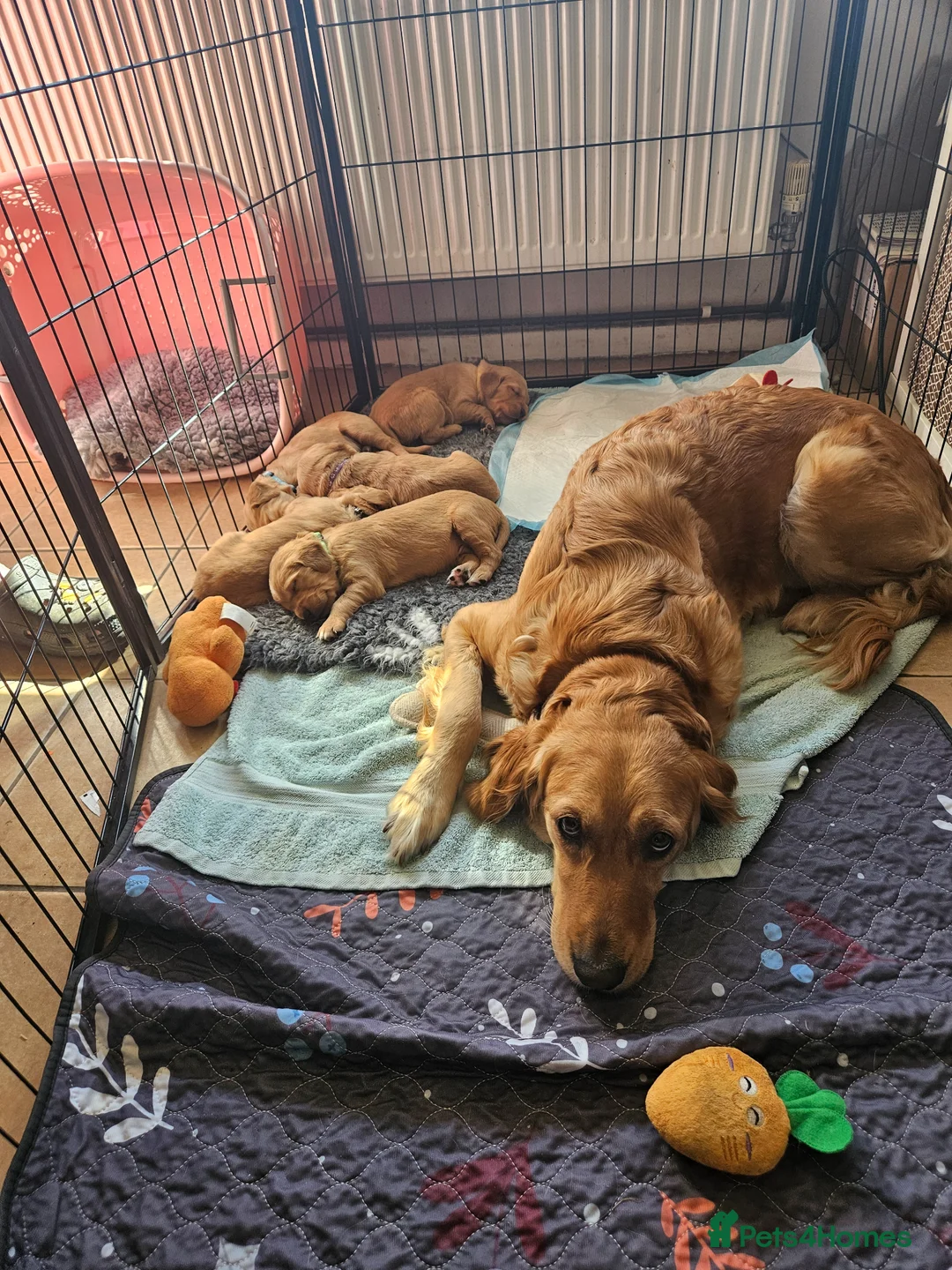 Golden Retriever dogs for sale: 5 Beautiful boys in Abingdon - Advert 1