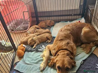 Golden Retriever dogs 5 Beautiful boys - Advert 1