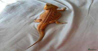 Dragon reptiles - Advert 14