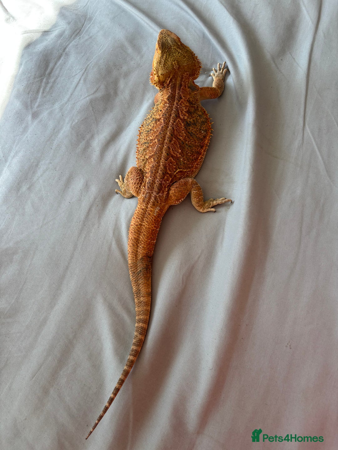 Dragon reptiles for sale: Leatherback Bearded Dragon - Image 3