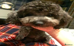 Toy Poodle dogs for sale: Asian Tiny Toy Poodle Boys (Light grey and Apricot in Romford - Image 7