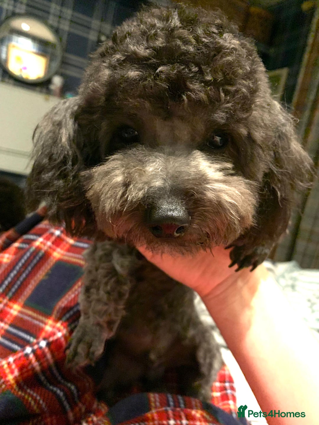 Toy Poodle dogs for sale: Asian Tiny Toy Poodle Boys (Light grey and Apricot in Romford - Image 7