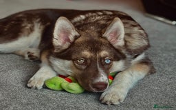 Shepsky dogs for sale: Liebherr The Shepsky - Advert 1