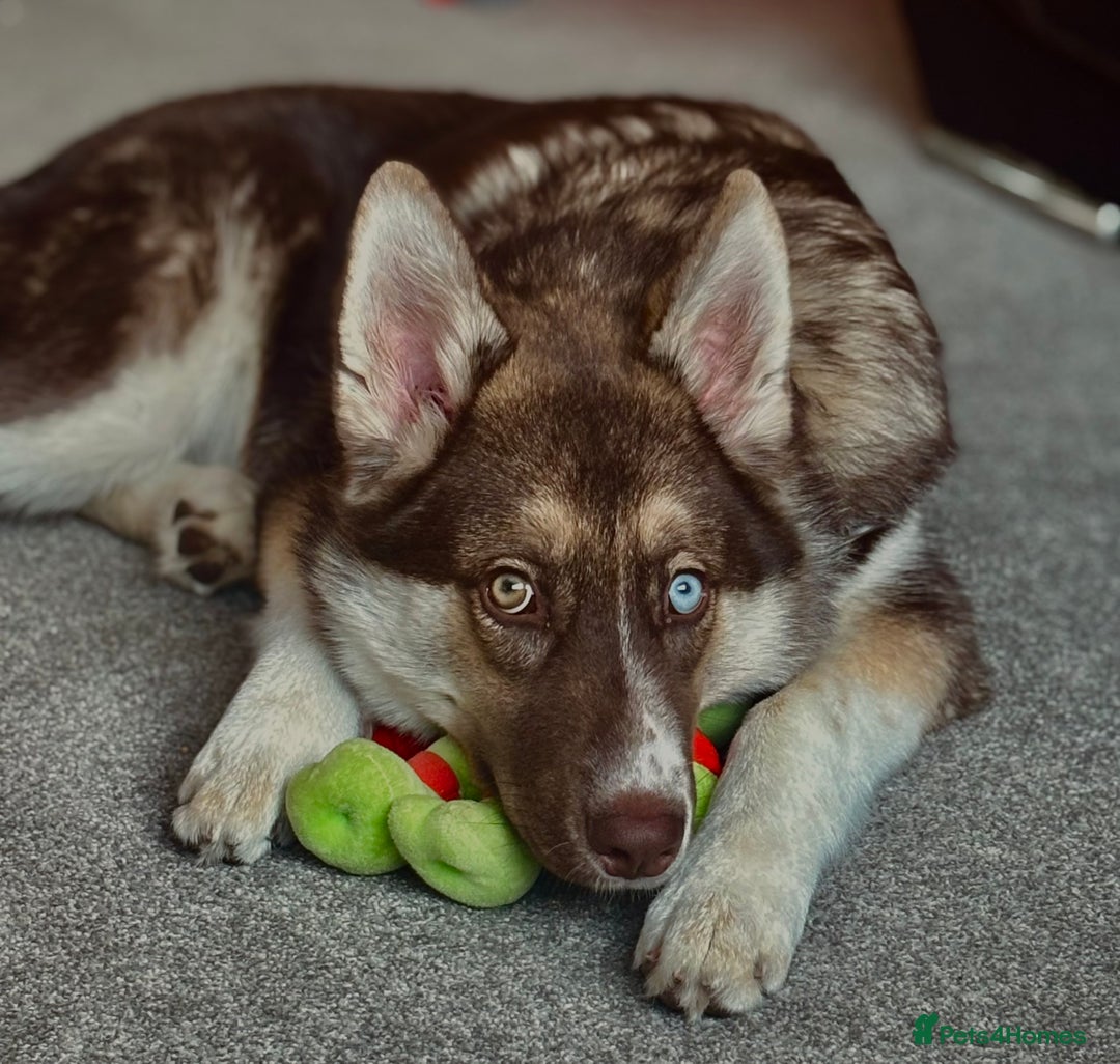 Shepsky dogs for sale: Liebherr The Shepsky - Advert 1