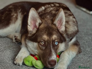 Shepsky dogs for sale: Liebherr The Shepsky - Advert 1