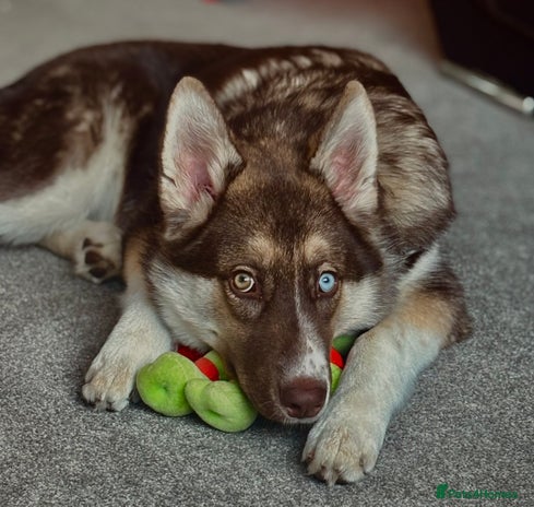 Shepsky dogs Liebherr The Shepsky - Advert 1