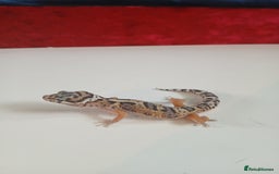Leopard Gecko reptiles for sale: Baby leopard geckos for sale  - Image 14
