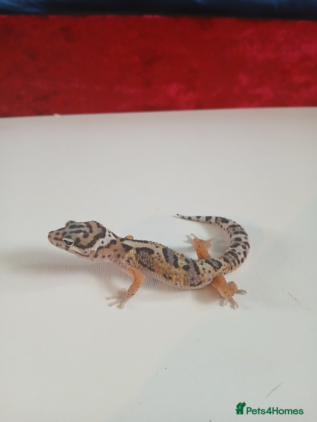 Leopard Gecko reptiles for sale: Baby leopard geckos for sale  - Image 14