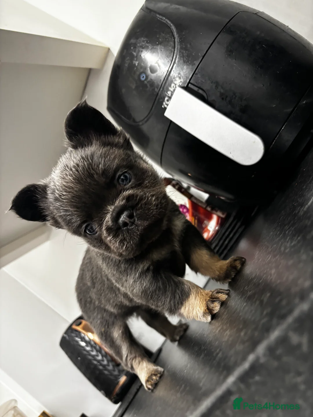French Bulldog dogs for sale:  2 left 🇫🇷Fluffy french bulldog  - Advert 11