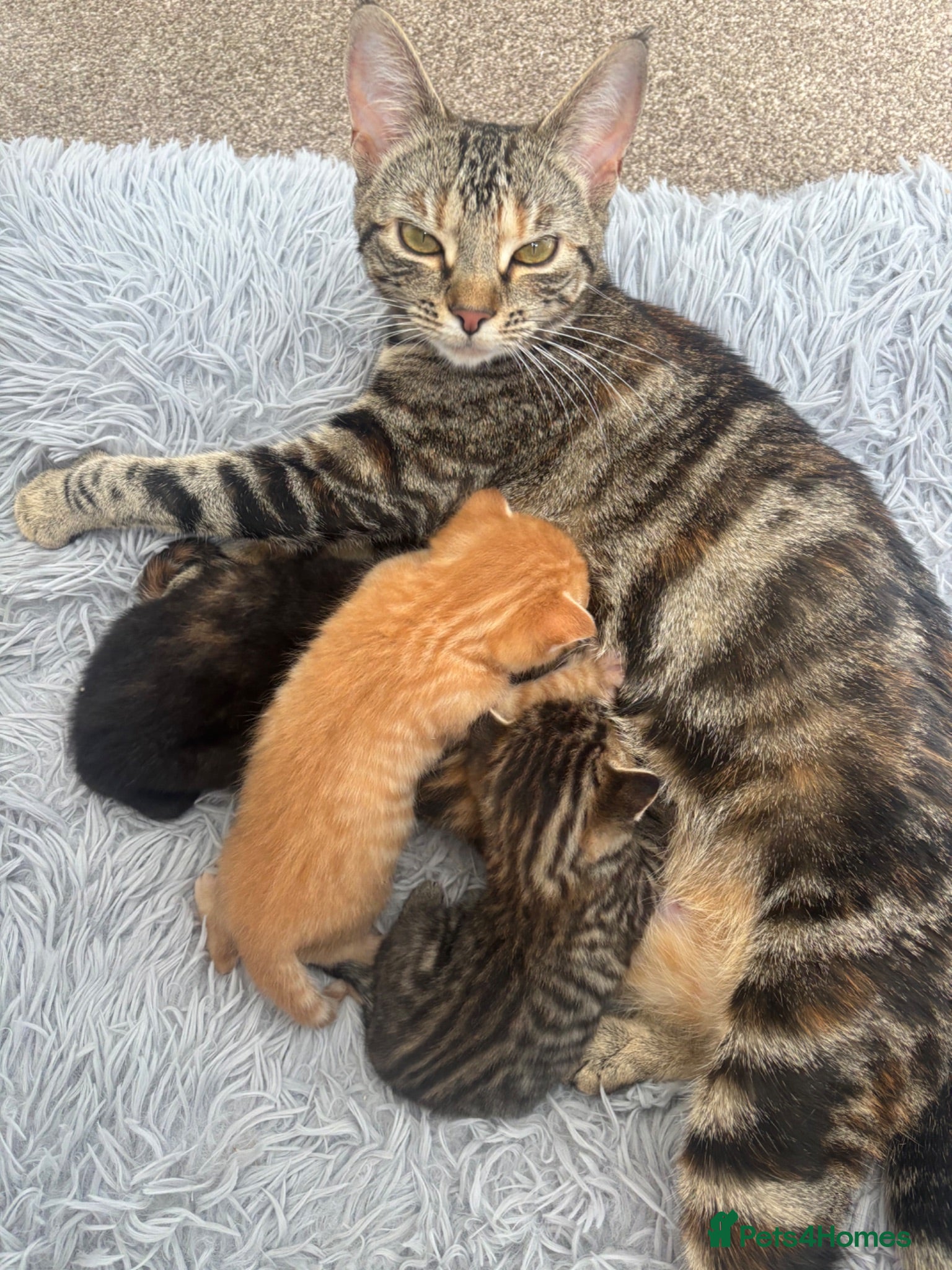Mixed Breed cats Kittens  - Advert 3