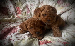 Cockapoo dogs for sale: Fabulous F1b Fox Red Cockapoo Health Cleared - Image 17