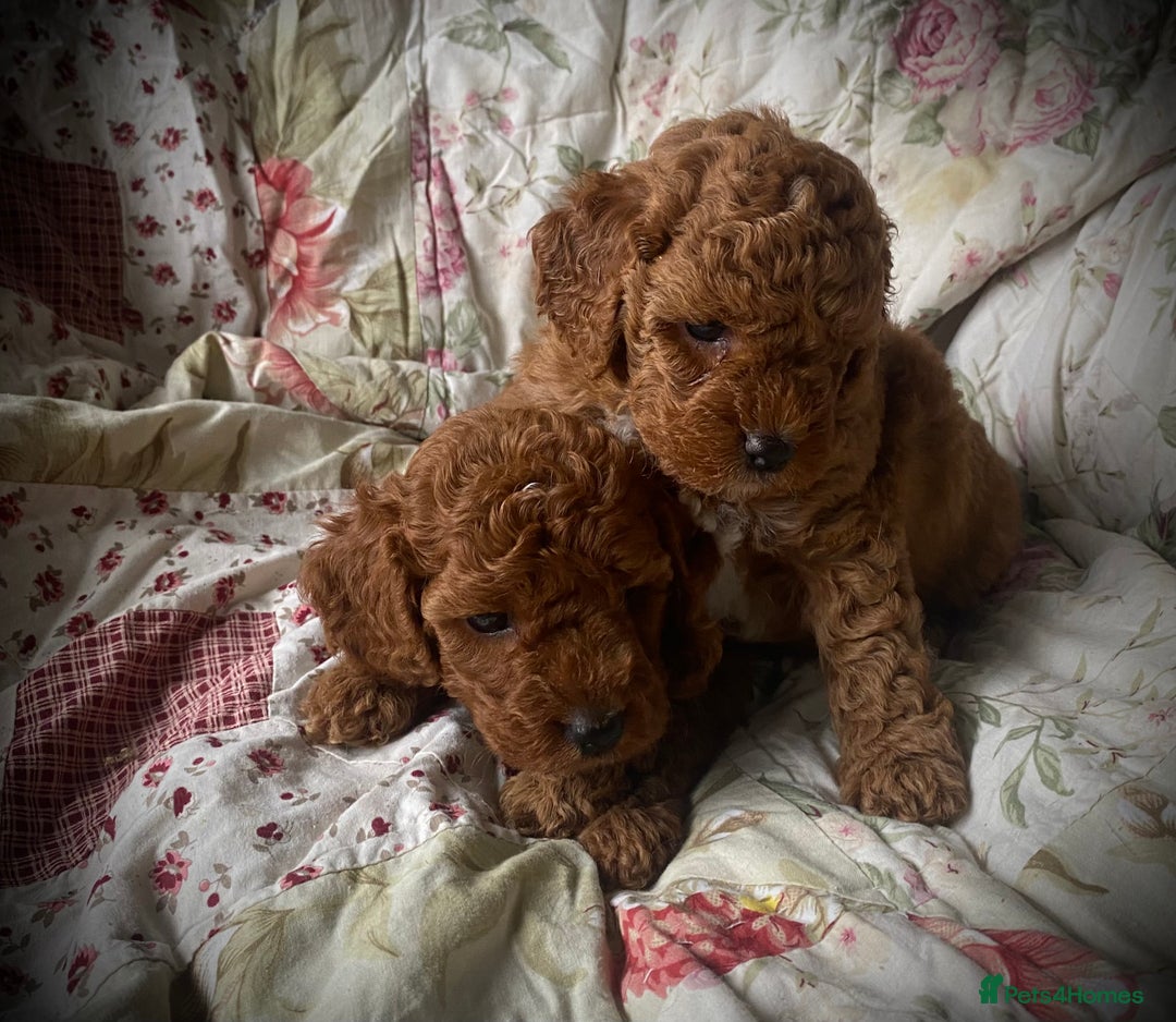 Cockapoo dogs for sale: Fabulous F1b Fox Red Cockapoo Health Cleared - Image 17