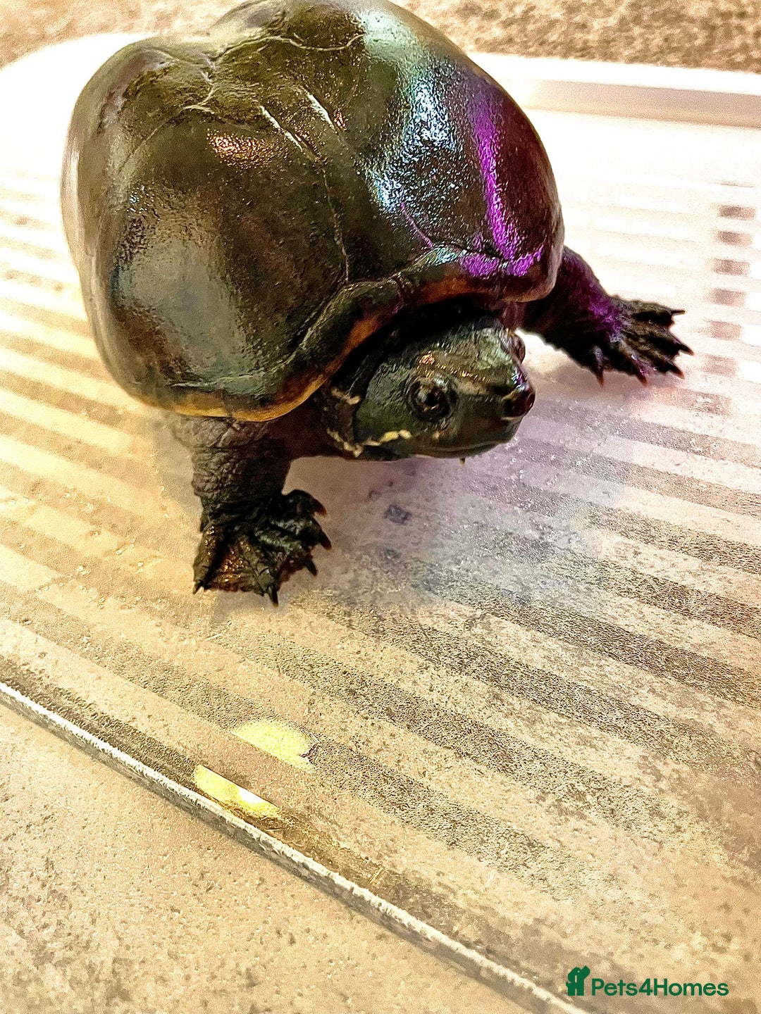 Turtle reptiles for sale: Adult Female Musk Turtle Friendly & Healthy - Advert 4