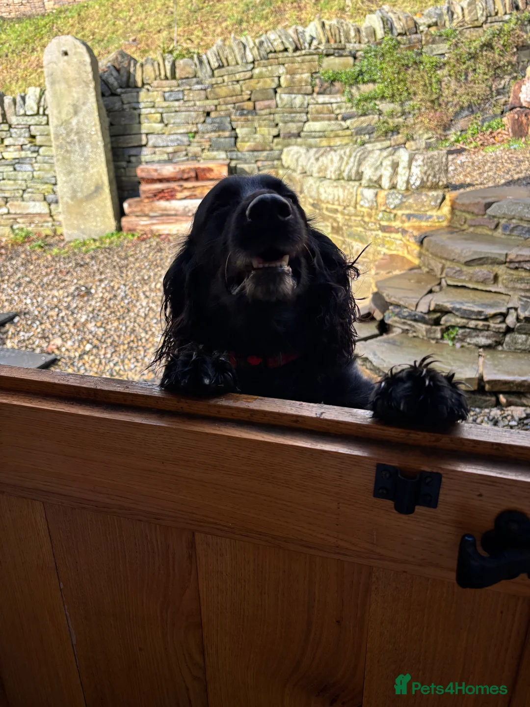Cocker Spaniel dogs for stud: Cocker Spaniel for stud - NO FEE - Advert 3