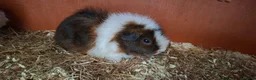 Guinea Pig rodents for sale: 2 female guinea pigs  in Southend-on-Sea - Advert 1