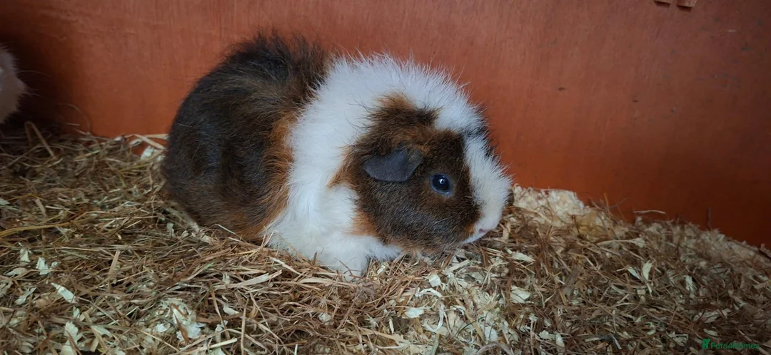 Guinea Pig rodents for sale: 2 female guinea pigs  in Southend-on-Sea - Advert 1